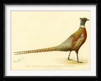 The Mongolian or Ring-Necked Pheasant Fine Art Print