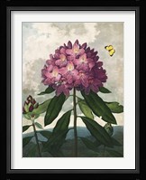 The Pontic Rhododendron Fine Art Print