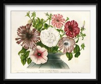 Varietes Nouvelles de Petunias Fine Art Print