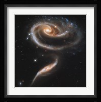 A ""Rose"" Made of Galaxies Highlights Hubble's 21st Anniversary Fine Art Print