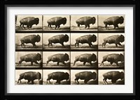 Buffalo Running, Animal Locomotion Plate 700 Fine Art Print