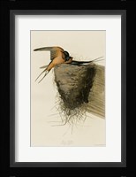 Barn Swallow Fine Art Print