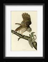 Barred Owl Fine Art Print