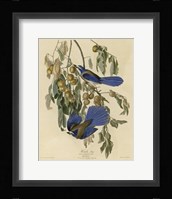 Florida Jay Fine Art Print