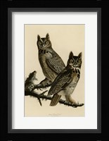 Great Horned Owl Fine Art Print