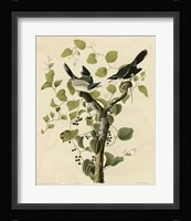 Loggerhead Shrike Fine Art Print
