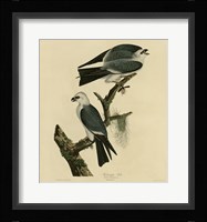 Mississippi Kite Fine Art Print