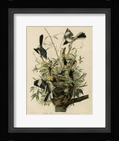 Mocking Bird Fine Art Print