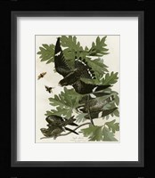 Night Hawk Fine Art Print