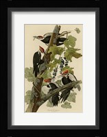 Pileated Woodpecker Fine Art Print