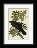 Raven Fine Art Print