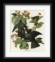 White Crowned Pigeon Fine Art Print