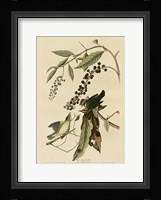 Worm Eating Warbler Fine Art Print