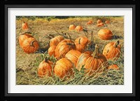 Pumpkin Harvest Fine Art Print