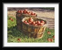 Apple Bushels Fine Art Print