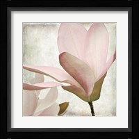 Petal Purity II Framed Print