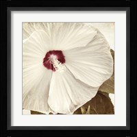 Alabaster Hibiscus Framed Print
