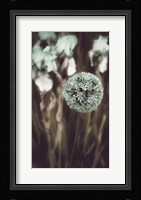Allium Mint Fine Art Print