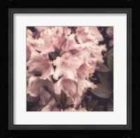 Antique Pink Fine Art Print