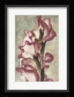 Gladiola Fine Art Print
