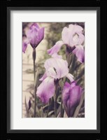 Irises Fine Art Print