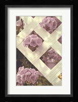 Lattice Fine Art Print