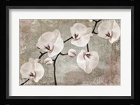 Orchids Fine Art Print