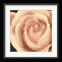 Peach Rose Framed Print