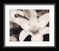 White Stargazer Fine Art Print