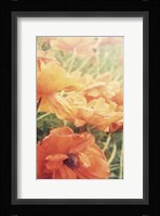 Yesterdays Poppies Fine Art Print