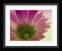 pink daisy Fine Art Print