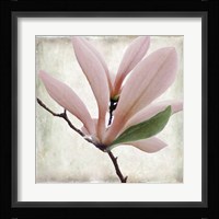 Petal Purity III Framed Print