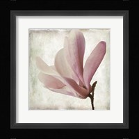 Petal Purity IV Fine Art Print