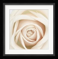 Dawn Rose Fine Art Print