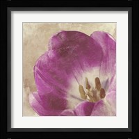 Buttercream Tulip 1 Fine Art Print
