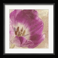 Buttercream Tulip 1I Fine Art Print