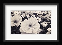 White Poppy Field Fine Art Print