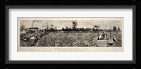 Picking Cotton in GA 1915 Fine Art Print
