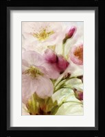 Pink Cherry Blossom Fine Art Print