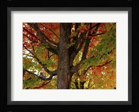 New England Autumn I Framed Print