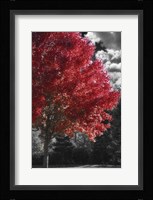 New England Autumn II Framed Print