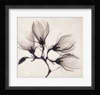Whisper Magnolia Framed Print