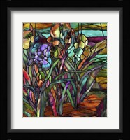 Candy Coated Irises Fine Art Print