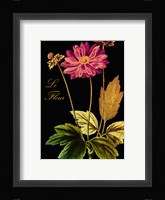 Anemone Japonica Fine Art Print