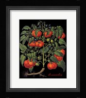 Tomates Framed Print