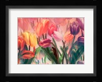 Tulip Flamenco Framed Print
