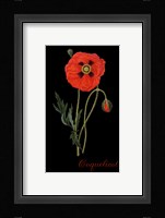 Coquelicot Fine Art Print