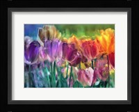 Tulip Farm Framed Print