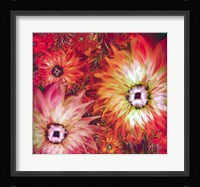 Fire Asters Fine Art Print