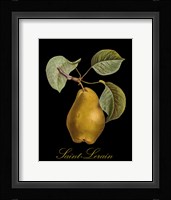 St. Lerain Pear Fine Art Print
